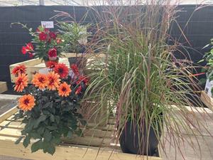 New plant winners at Four Oaks Trade Show